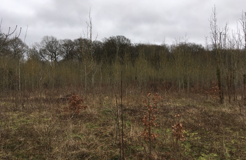 Secondary woodland in Clayfield Copse