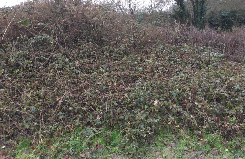 Brambles in Clayfield Copse are choking the young Ash and Hawthorn trees